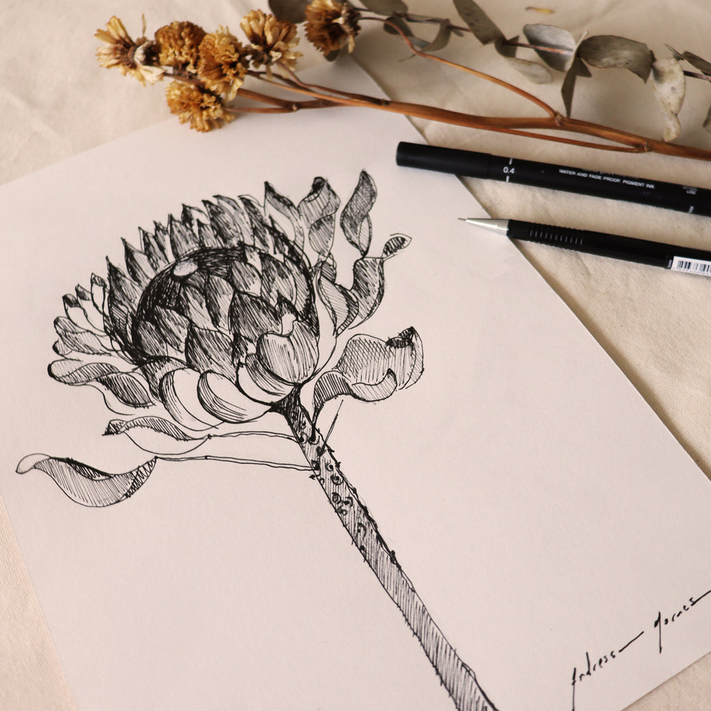 Protea  (nanquim peb)